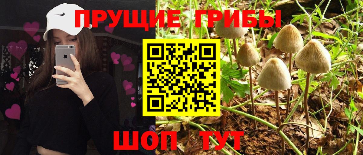 Галлюциногенные грибы Psilocybine cubensis  Вход с VPN  цена наркотик  Галлюциногенные грибы Psilocybe  Среднеуральск 